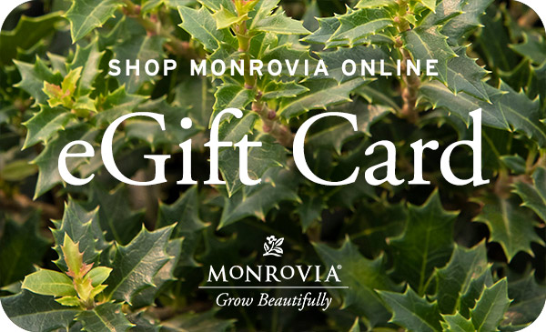 Close-up of a green holly plant on the cover of an e-gift card.