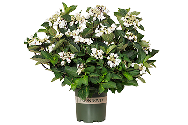 433395-Hydrangea-macrophylla-_CAMCHO45_-Seaside-Serenade-Glacier-Bay_2867MNC