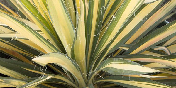 Color Guard Yucca