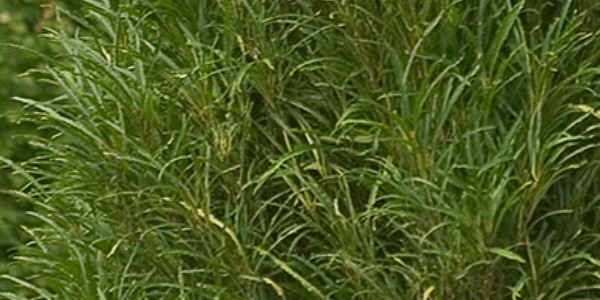 Fine Line Fern Leaf Buckthorn
