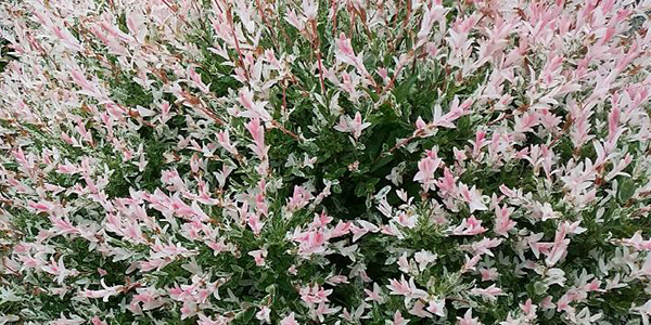 Flamingo Dappled Willow