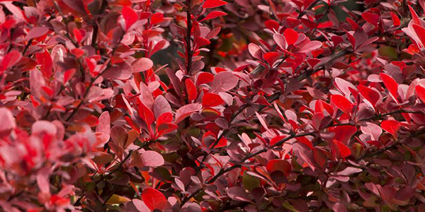 Orange Rocket Barberry