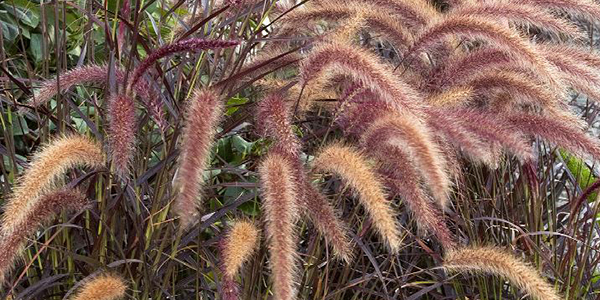 Purple Fountain Grass