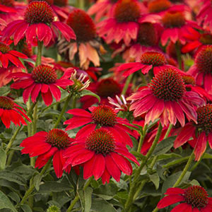 Double Scoop™ Cranberry Coneflower