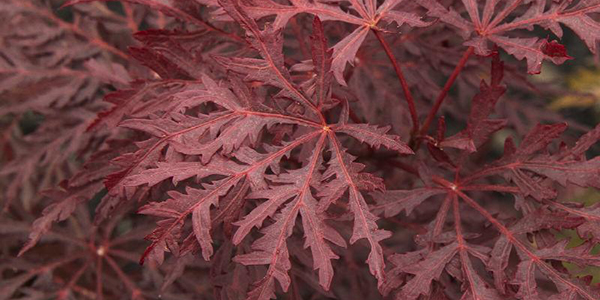 Velvet Viking Japanese Maple