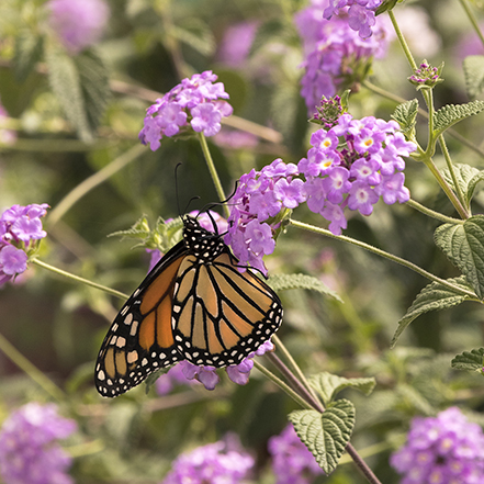 lavender colored lantan flowers with monarch butterfly on it