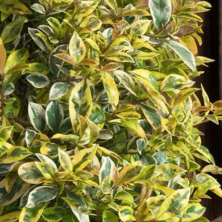 Lemon Swirl® Australian Brush Cherry