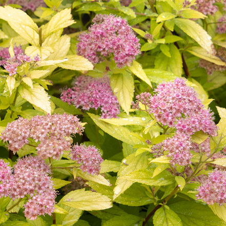 Lil_-Sizzle_-Spirea