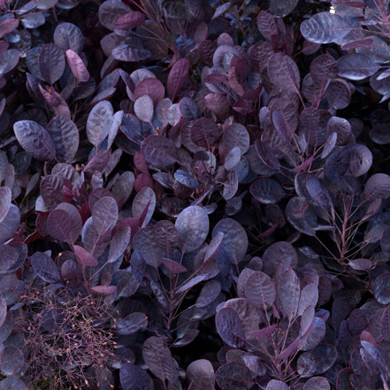 Lilla Smoke Bush