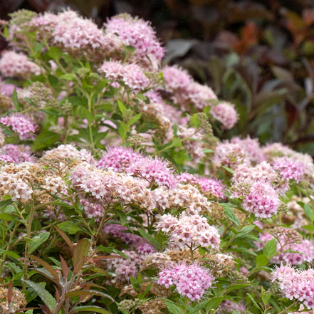 Little-Princess-Spirea_1