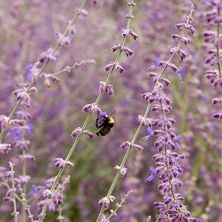 Little Spire Russian Sage