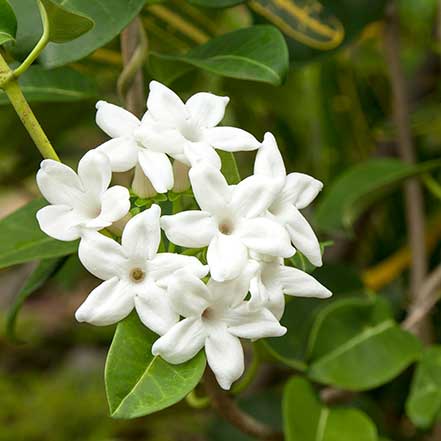 Madagascar Jasmine