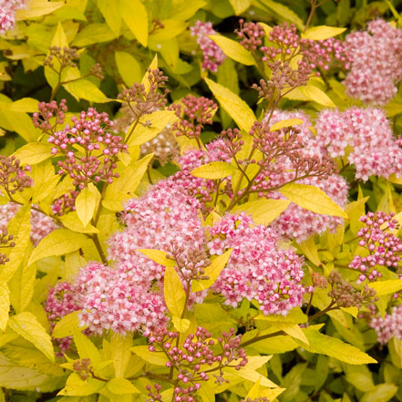 Magic-Carpet-Spirea_1