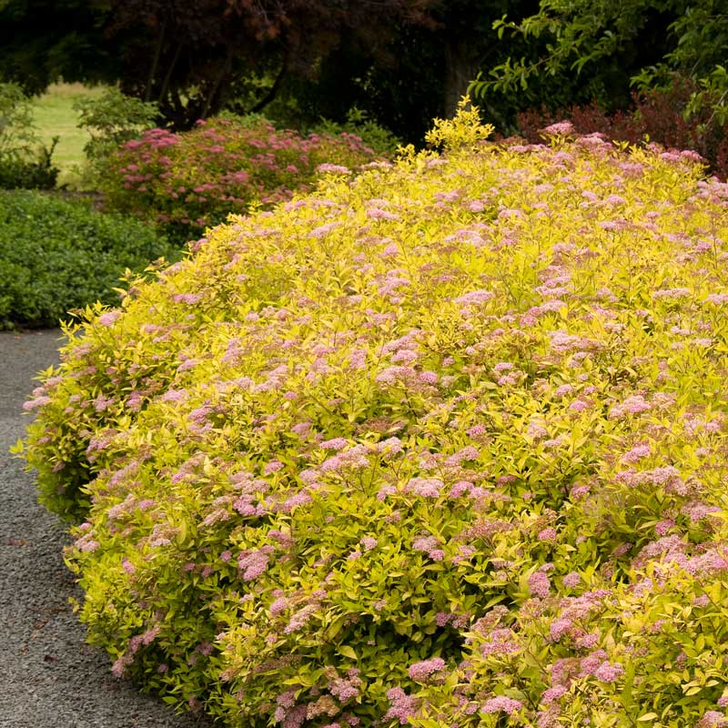 Magic Carpet Spirea