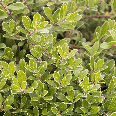 green kinnikonnick leaves