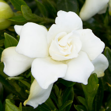 Miniature Gardenia (Grafted)