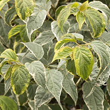 Morning Dew™ Stachyurus