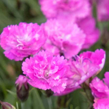 Mountain Frost™ Pink PomPom Dianthus