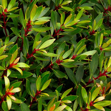 green leaves on red stems