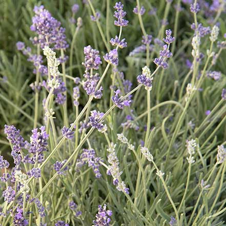 Munstead Lavender