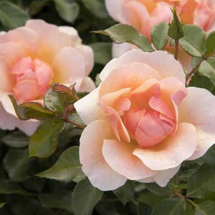 Nitty Gritty™ Peach Rose