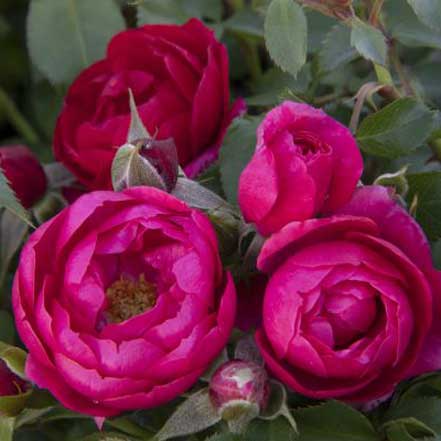 deep pink roses