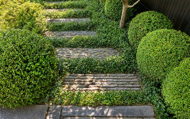 green boxwoods line a pathway