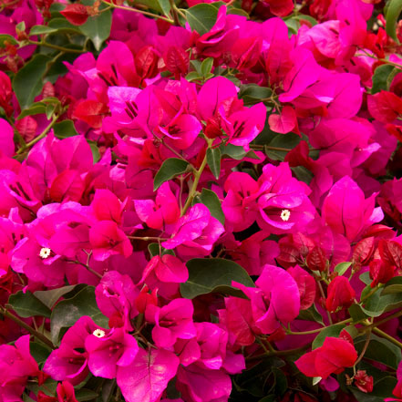 Oo-La-La® Bougainvillea