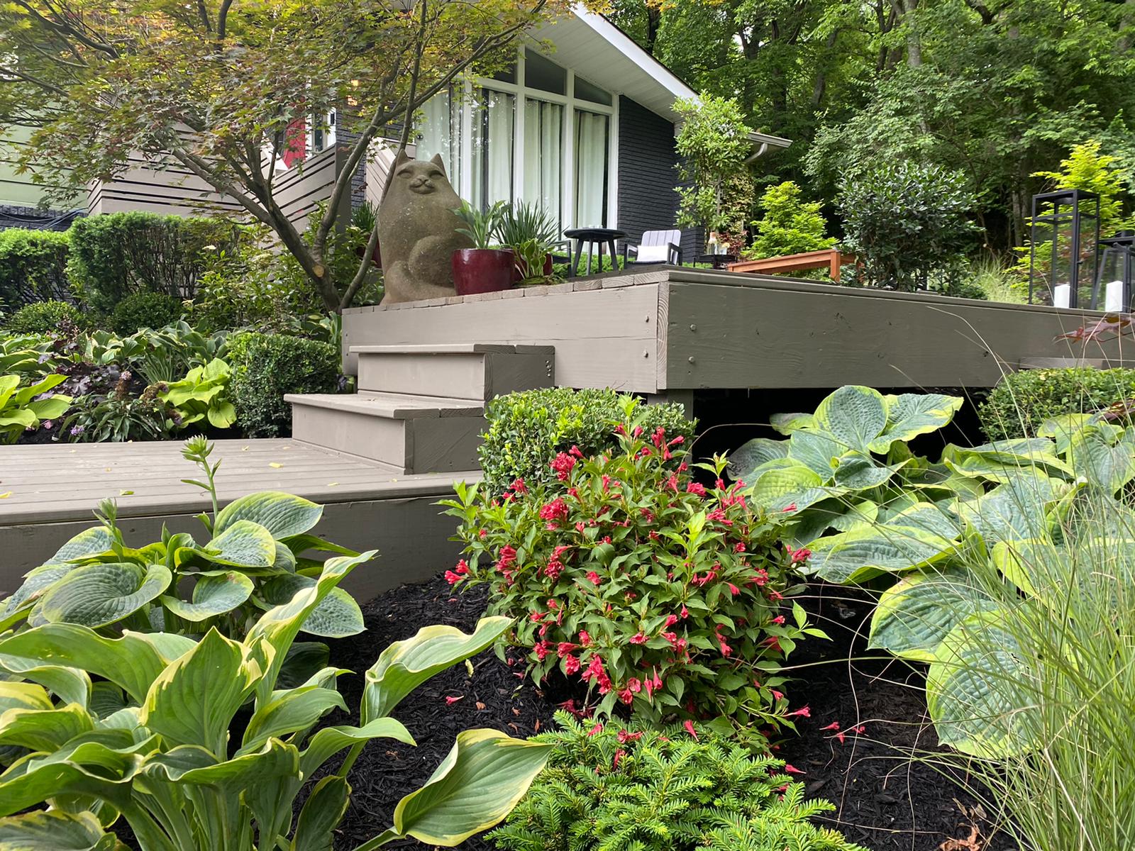 weigela with red flowers surrounded by hostas and grass cat statue on deck in background