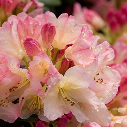 Percy Wiseman Rhododendron