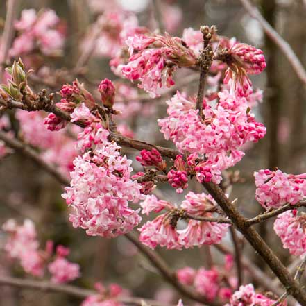 Pink Dawn Viburnum