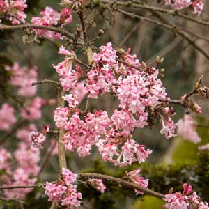 Pink-Dawn-Viburnum_300_1