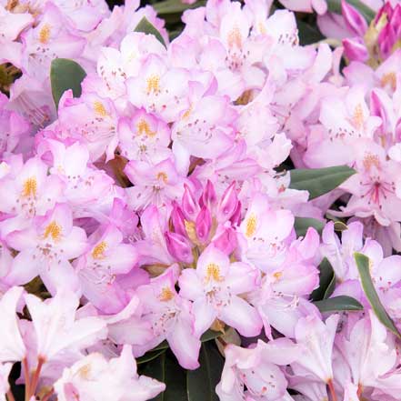 Pink Rosebay Rhododendron