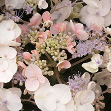 Plum Passion® Improved Hydrangea