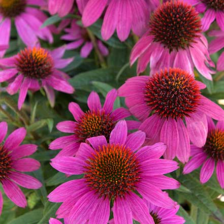 PowWow® Wild Berry Coneflower