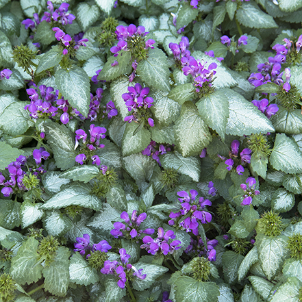 purple dragon dead nettle groundcover with silvery leaves and purple flowers