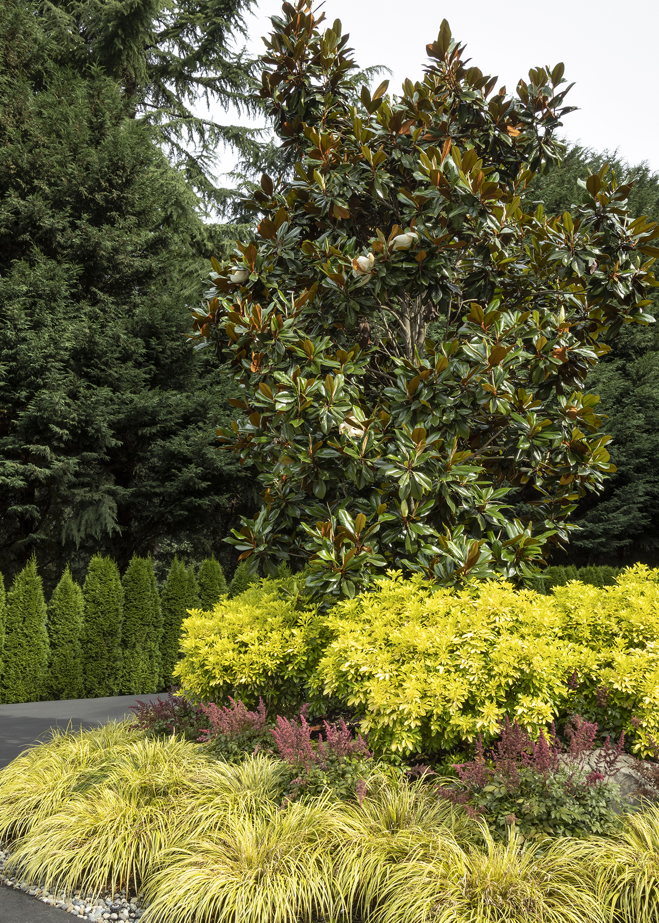 magnolia tree with shrubs and grass