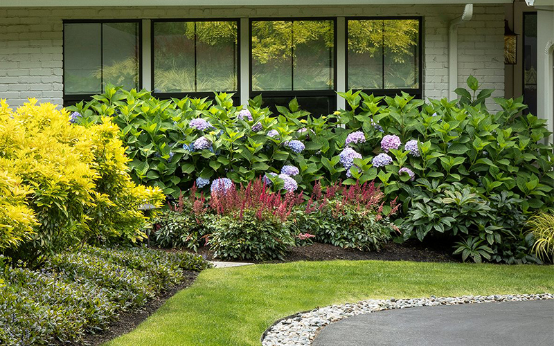 blue flowering hydrangeas as foundation shrubs in front of white house