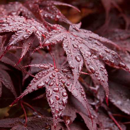 Red-Leaf-Japanese-Maple