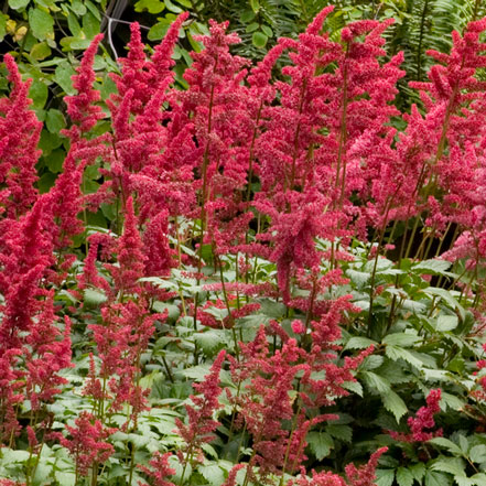 Red-Sentinel-Astilbe