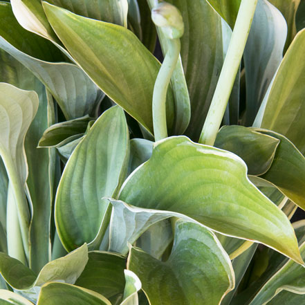 Regal-Splendor-Hosta