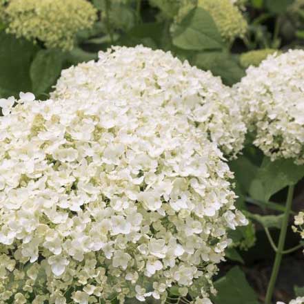 Seaside Serenade™ Bar Harbor Hydrangea