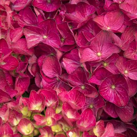 Seaside Serenade® Cape Hatteras Hydrangea