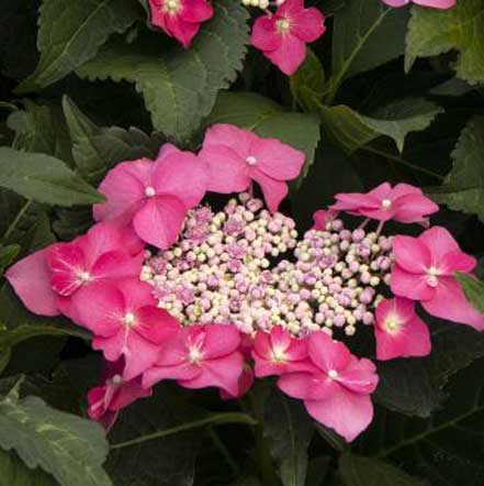 Seaside Serenade® Cape May Hydrangea