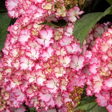 Seaside Serenade® Fire Island Hydrangea