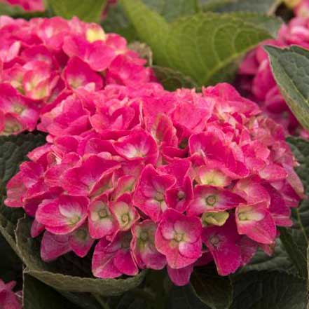 Seaside Serenade® Martha's Vineyard Hydrangea