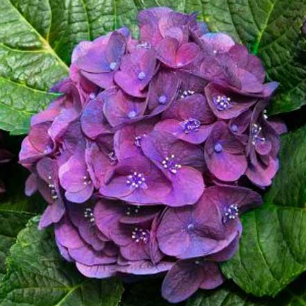 purple hydrangea flower