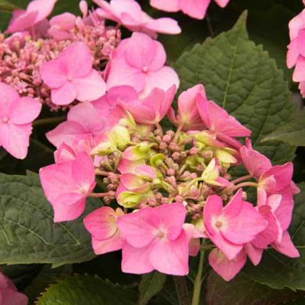 Seaside Serenade® Outer Banks Hydrangea