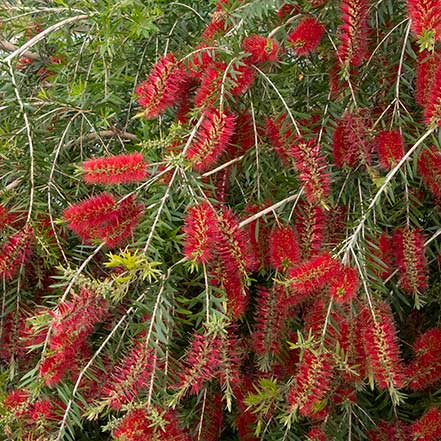 Slim™ Bottlebrush