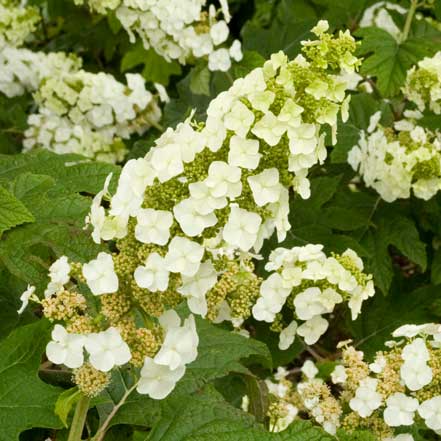 Snow Queen Oakleaf Hydrangea